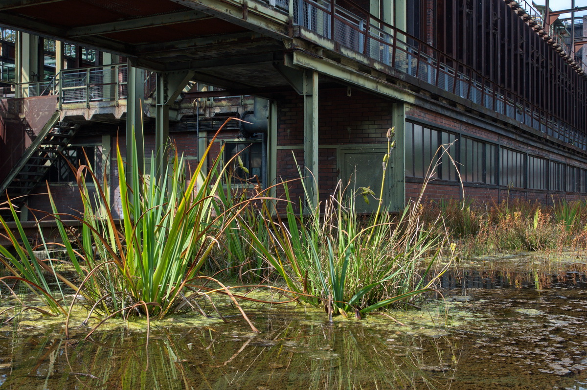 Kokerei Hansa, Dortmund; Koksofenbatterien- (c) Günther Wertz